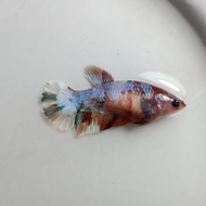 Ikan Cupang Female Betina Nemo Galaxy Multicolor Siap Breed BWW-083