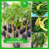 ต้นอะโวคาโด 034 สูง 60-80 ซม. ออกผลตลอดปี ผลผลิตสูง เป็นไม้ที่ปลูกง่ายให้ผลใหญ่ พืชที่ปลูกจากเมล็ด