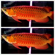 arwana super red 50cm