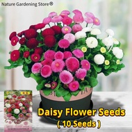 เมล็ดพันธุ์ ดอกเดซี่ เมล็ดเดซี่ บรรจุ 10 เมล็ด Daisy Flower Seed เมล็ดดอกไม้ เมล็ดดอกไม้ บอนสีราคาถูก เมล็ดบอนสี ต้นไม้มงคล บอนสี เมล็ดพันธุ์ดอกไม้ ไม้ประดับ ดอกไม้ปลูกสวยๆ พันธุ์ดอกไม้ ดอกไม้ปลูก แต่งบ้านและสวน ปลูกง่าย ปลูกได้ทั่วไทย Seeds for Planting