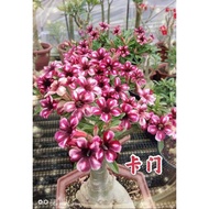 Adenium Live Plants / Kemboja Somalense Grafting Garmen