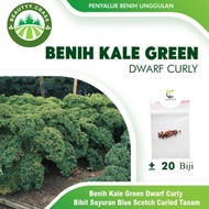20 Benih Kale Green Dwarf Curly Bibit Sayuran Blue Scotch Curled Tanam