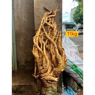 Fresh Polyscias fruticosa Root (Glutinous Polyscias fruticosa) [.... (New peach order)