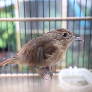 burung flamboyan gacoran