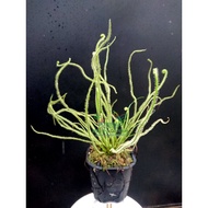 Drosera Filiformis Green - Green Octopus Plant