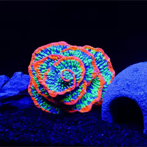 1 PC Fish Tank Decoration Aquarium Decoration Plants Fluorescent Spiral Coral Reef Decoration Lumino