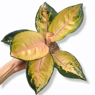 PP_MART01 Aglaonema sultan brunei / Aglonema sultan brunei florist