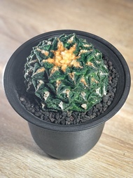 辛頓牡丹 龜甲牡丹 岩牡丹 多肉 Ariocarpus fissuratus var. hintonii