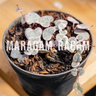 Tanaman Hias String of Heart Variegata