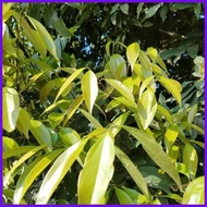 ♝ ☾ 1PCS Bay Leaf Seeds Laurel Plant Bayleaf Tree Seeds