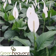 Large Spathiphyllum Peace Lily Live Plant Flowering Plant | Pokok Lilin Bunga Hiasan | 白鹤芋 蜡烛花