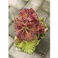 Begonia Sultan Brunei – Exotic Indoor Foliage Plant | Begonia spp.