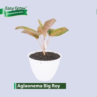 Aglaonema Big Roy