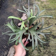 Platycerium vaseii remaja alcicorne madagascar