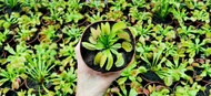 [Bunface Potato Carnivorous Plants] Dionaea Muscipula- Typical Venus Flytrap