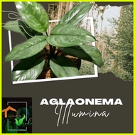 ◮ ✙ ◺ Aglaonema Illumina Live Plants