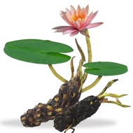 Water Lily Root Block with Bud Four Seasons Flowering Root Stem Water Lily Flower Pond Water Tank La