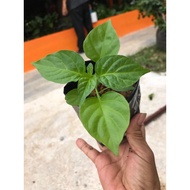 ANAK POKOK CILI GERONONG (GILA PEDAS) PLANT CHILLI HABANERO (SUPER SPICY)