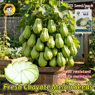 100% Original 25pcs Chayote Seeds Organic Chayote Melon Seeds Chayote Cameron Highlands Vegetable Se