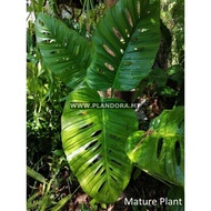 Monstera Lechleriana (Live Plant)