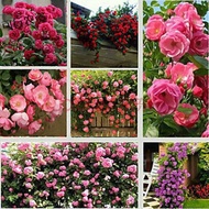Jinhe Rose Seeds Chinese Rose Rose Everblooming Climbing Wall Garden Indoor Flower Pot Plant Rose Seeds Color Mixing300G