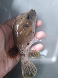 BUNTAL Babi - Ikan Hias Aquarium Air Laut