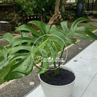 monstera borsigiana, monstera brazilian commonform, monstera deliciosa