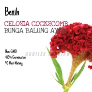 BENIH Cockscomb Celosia | Bunga Balung Ayam Seeds