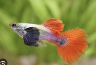 RFA High Grade Dumbo Red Tail Platinum Guppy Ikan Hidup Guppy