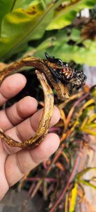 Gelang Ukir Ular Naga AKAR LAUT BAHAR BRAHMA 19