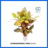 Alternanthera sp Red Round - Pot (Aquascape/Aquarium/Vivarium/Paludarium/Plant)