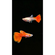 Albino Full Red Guppy （AFR） / 白字全红孔雀鱼