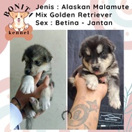 Alaskan Malamute Mix Golden Retriever Anak Anjing Jantan Betina