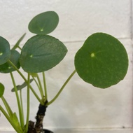 H2O - Pilea Peperomiodes 镜面草 Indoor Plant Live Plant