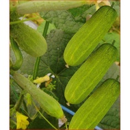 Benih Timun Mini King / Mini King Cucumber Seeds / 小黄瓜种子 (10 biji)