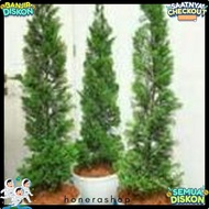 LILIN Pua Pua Cypress Ornamental Plant, Papua Cypress Plant, Wax Cypress Plant 60-70Cm High Flash Sa