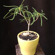 🌵柳葉麒麟🌵小盆景 塊根 多肉植物 盆栽 盆景bonsai  禮物【實拍。只此一盆】