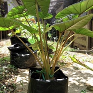 PALING LARIS alocasia Bisma rimbun COD