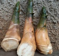 BIBIT BAMBU REBUNG BAMBU PETUNG GOMBONG REBUNG BAMBU