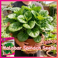 150pcs Organic Giant Malabar Spinach Seeds for Planting Vegetables Fresh Big Leaf Malabar Spinach Ve