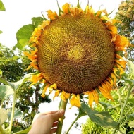 【Ready Stock】10 seeds giant sunflower mongolian giant sunflower biji bunga matahari besar boleh dima