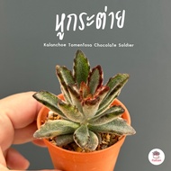 หูกระต่าย Kalanchoe Tomentosa Chocolate Soldier ไม้อวบน้ำ กุหลาบหิน cactus&amp;succulent