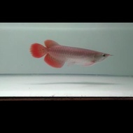 Arwana Super Red 25 Cm Terlaris