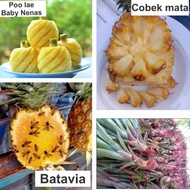 Anak Sulur Nenas Batavia Nenas Poo Lae Poo Lee Baby Nenas Cobek Mata Pineapple Indoor outdoor rare e