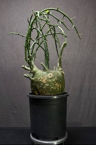 塊根植物 偽球腺蔓