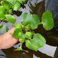 Water hyacinth water plant seeds 10pcs