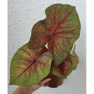 new hybrid caladium.