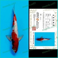 Miliki Ikan Koi Import / Rumah Koi Jakarta / Kode 003