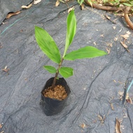 Anak Pokok Bonglai Hitam