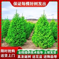 Household 2025 Christmas Tree Pine Real Tree Spruce Living Small New Style Real Large Nobe Potted Re